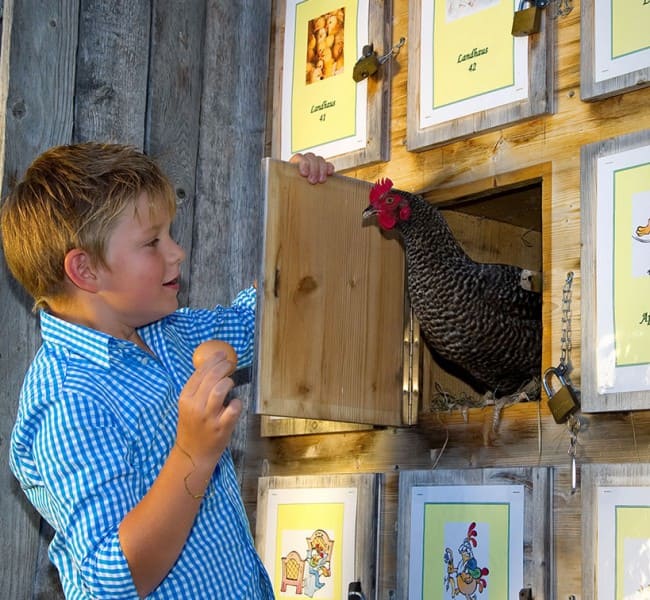 Täglich frische Eier von unseren Hühnern