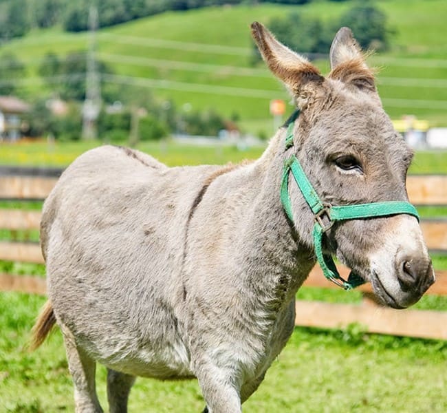 Unser Esel am Kinderbauernhof Moabauer