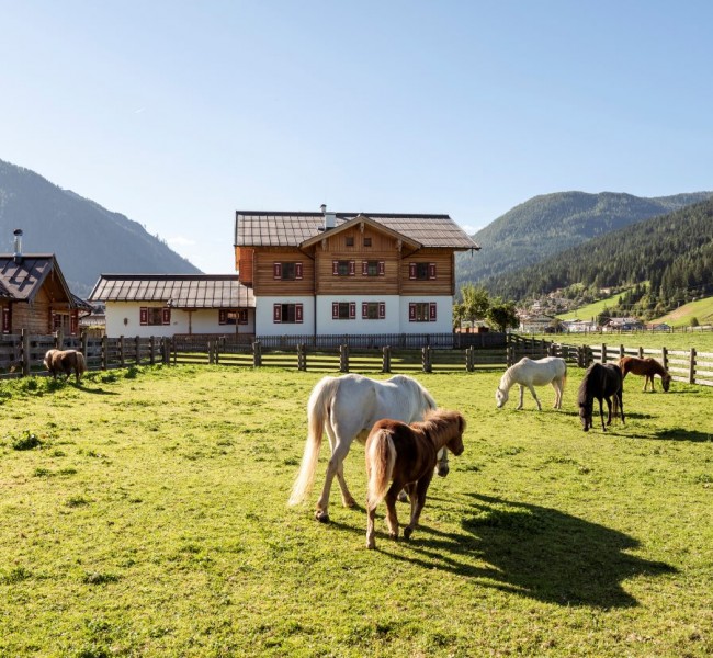 Pferde am Kinderbauerhof Moabauer
