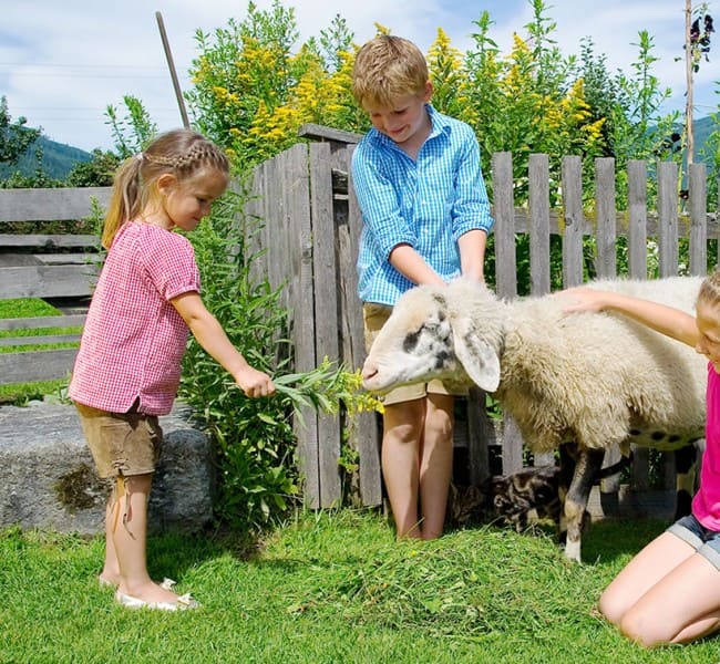 Gästekinder füttern unsere Schafe 