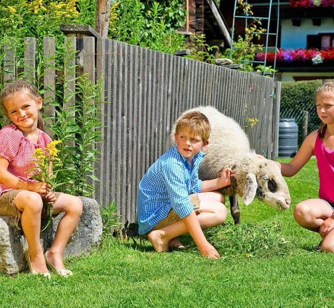 Schafe zum Streicheln