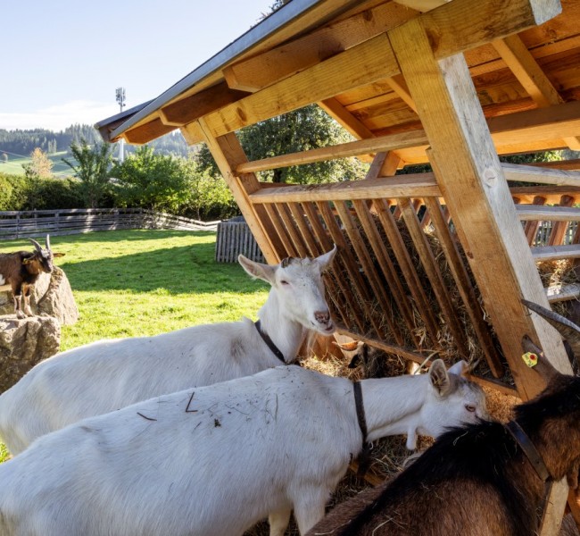 Tiere am Kinderbauernhof