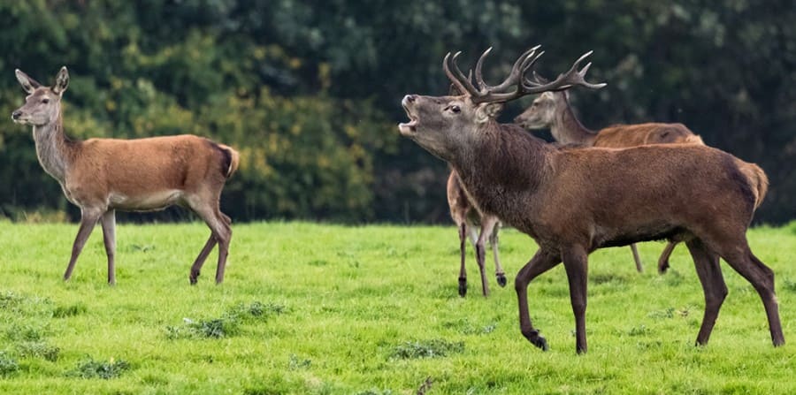 Wildpark &copy; Shutterstock.com