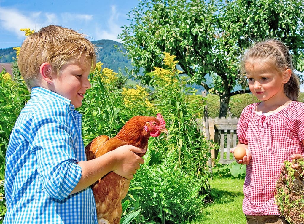 Hühner am Kinderbauernhof Moabauer