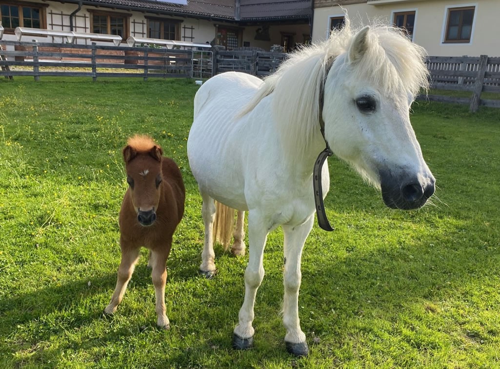 Pferde, Ponys und Fohlen am Kinderbauernhof